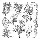Unterwasserpflanzen Coral Vec Zeichnung Decorationn Sealife Kaynak sketch template