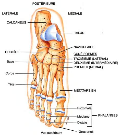 image anatomie du corps humain anatomie corps humain physiologie