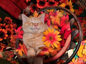 Image result for siamese cats and fall flowers