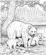 Bear Coloring Pages Bears Printable Cubs Print Baby Grizzly Adults Animals Adult Hard sketch template