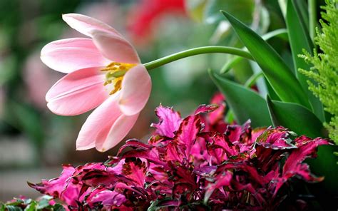 pink flower backgrounds wallpaper cave