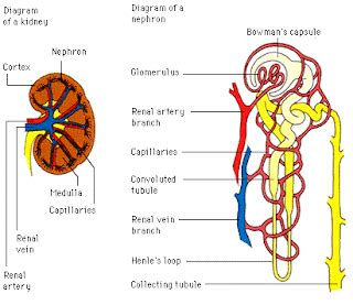 kidney works information diagrams   kidney