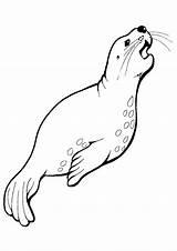 Foca Robbe Mammals Seals Lions Harbor Colorir Momjunction Coloringonly Coloringfolder Colorironline Dibujosonline Desenhos Categorias sketch template