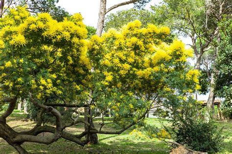mimosa tree pros cons  growing horticulturecouk