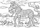 Zebra Malvorlage Wildtiere Kolorowanka Waldtiere Malvorlagen Obiedzie Drukowanka Druku Coloringbay Pasy Seite Malowankę Wydrukuj sketch template