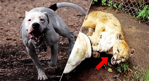 el legendario dogo argentino  salvo  dos ninas del ataque de  puma
