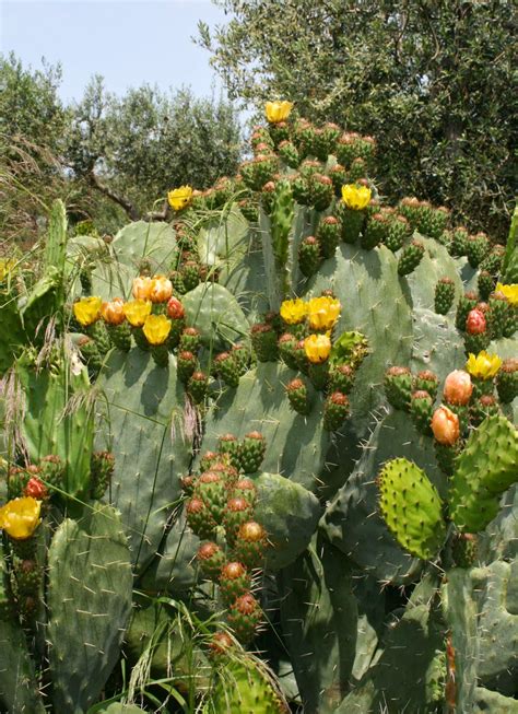 prickly pear cactus opuntia ficus indica overview health benefits