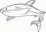 Shark Coloring Pages Whale Drawing Underwater Hammerhead Megalodon Baby Hungry Printable Color Adults Paintingvalley Getcolorings Great Drawings Comments sketch template