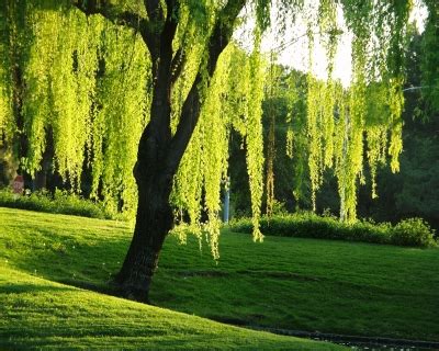 willow tree pictures images   willows
