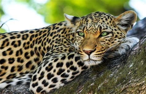 leopardo felido felinos leopardos