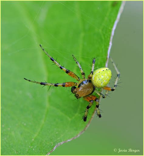 spinne die kleine gruene foto bild tiere wildlife spinnen bilder