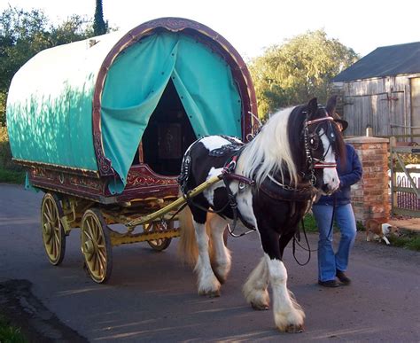 Gypsy Caravans ~ Surrey Springs Gypsy Cobs Australia