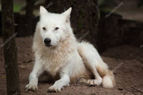 arctic wolf canis lupus arctos stock photo  wrangel