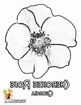 Flower Cherokee Rose Georgia Coloring Alabama Sheets States Source sketch template