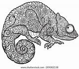 Chameleon Zentangle Vector Doodle Reptile Hand Coloured Stylized Multi Print Drawn Illustration Style Tattoo Shutterstock Stock Vectors Search sketch template