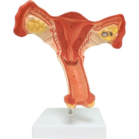 Vao464 Female Internal Organ Reproductive System Anatomical Models