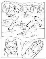 Loup Lobo Lup Geographic Colorat Planse Cane Didattica Desenho Animali Cinzento Lupo Ausmalen Desene Lobos Loups Designlooter Colorear Kategorien sketch template