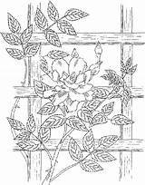 Coloring Pages Rose Biodiversity Flower Roses Template Garden sketch template