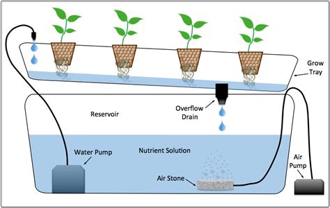 hydroponic indoor