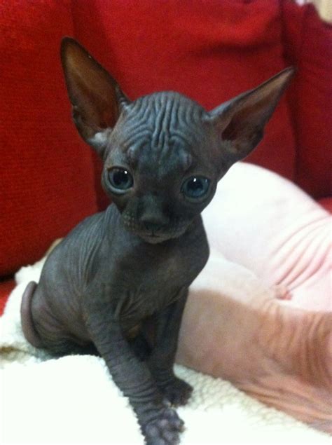 48 very cute sphynx kitten pictures and photos