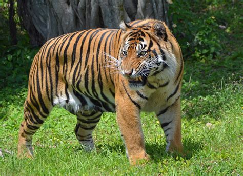 filesumatran tiger miami metrozoojpg wikimedia commons