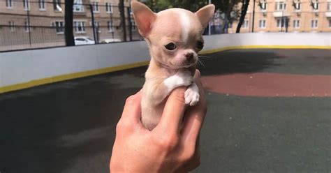 breeds  dogs  stay small