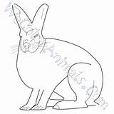 Coloring Hare Arctic Pages Click sketch template