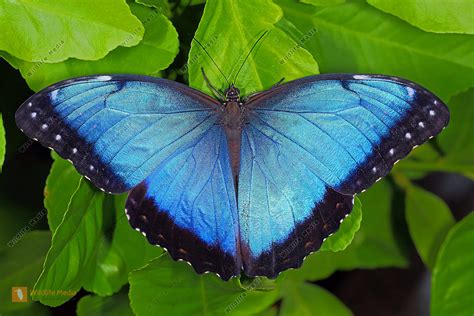 blauer morphofalter bild bestellen naturbilder bei wildlife media
