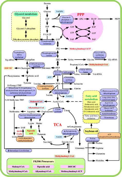 schematic diagram   proposed metabolic pathways combined