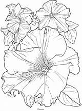 Flower Petunia Book Petunias Dover Publications Bordar Doverpublications Printables Malbuch Voller Designlooter Outlines sketch template