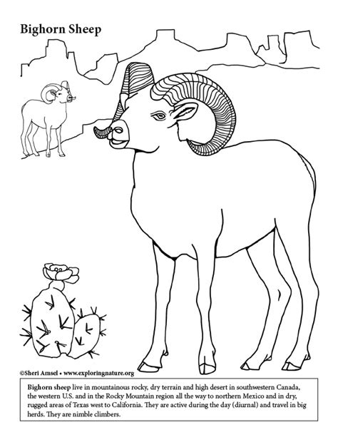 desert bighorn sheep coloring page