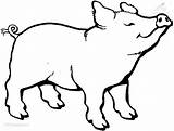 Pig Coloring Animals Viewed Kb Size sketch template