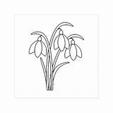 Drawing Snowdrop Flower Snowdrops Colouring Paintingvalley Coloring Drawings Pages sketch template