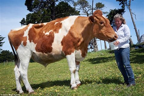 big moo may be world s largest cow at 14 foot long and 190cm tall daily mail online