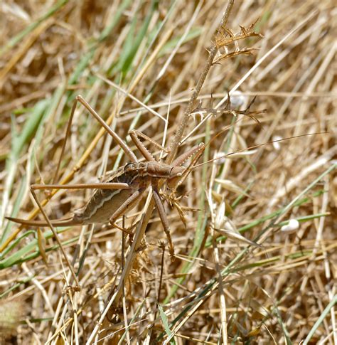common predatory bush cricket saga pedo combe boiteuse flickr