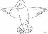 Coloring Hummingbird Pages Drawing sketch template