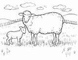 Lamb Easter Coloring Pages Colouring Getdrawings sketch template