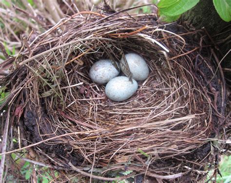 filebirds nest  path apr jpg wikimedia commons