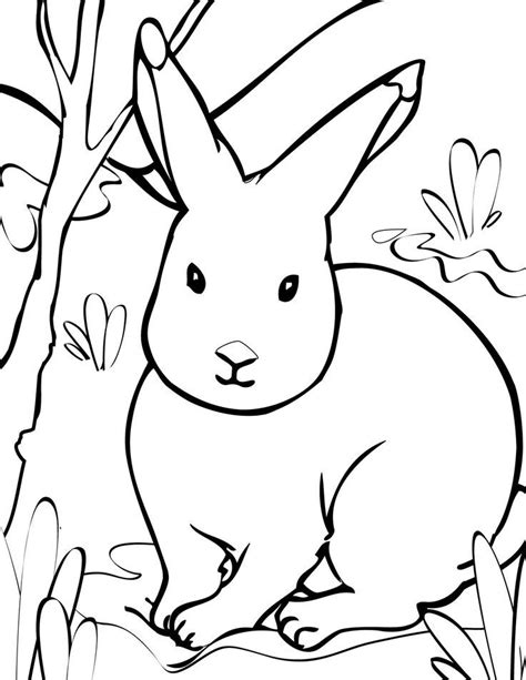 arctic hare coloring pages zsksydny coloring pages