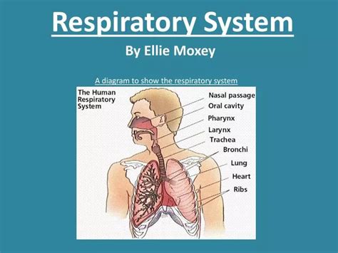 respiratory system powerpoint    id