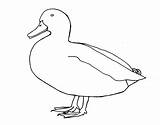 Duck Ducks Clipartmag sketch template