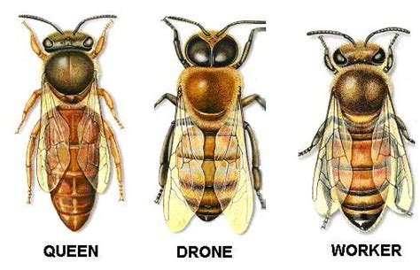 queen bee vs drone drone