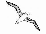 Albatross Designlooter sketch template