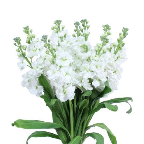white stock florabundance wholesale flowers