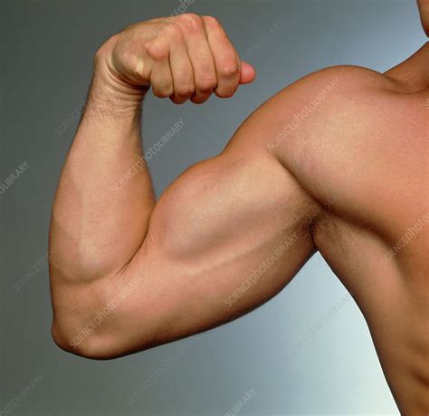 muscular arm  flexed  athletic young man stock image p
