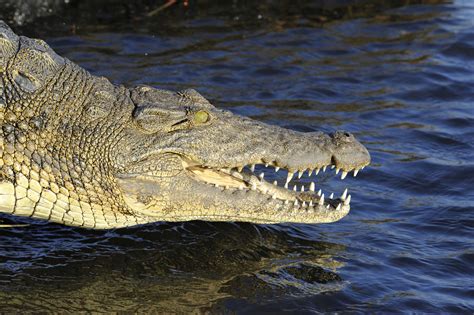 Crocodile 2 Chobe Np Pictures Botswana In Global Geography