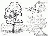 Kastanienbaum Ahornbäume sketch template