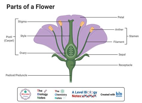 monocot  dicot flower structure  differences examples