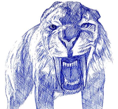 saber tooth tiger drawing  musa drammeh  behance tiger drawing