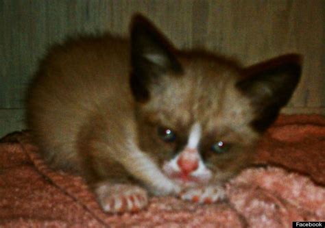 grumpy cat kitten photos revealed photos huffpost